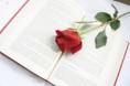 /album/kepgalleria/rose-615259-640-jpg/